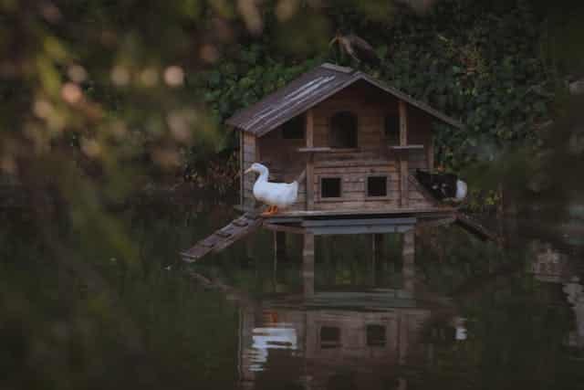 Vous aimeriez avoir des canards dans votre ferme et leur construire un petit nichoir confortable ? Pour vous, voici comment faire