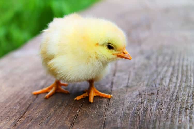 construire un abri pour vos poussins avec des éleveuses 